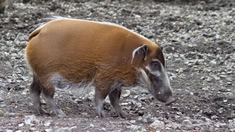 a red river hog chews as viewed from the side walking and standing