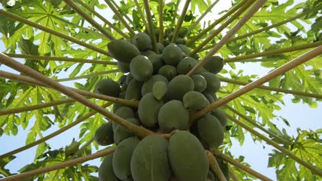 Close-Up-of-a-Beautiful-Sunlit-Papaya-Tree-with-Many-Green-Fruits-and-a-Blue-Sky-in-the-Background