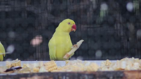 yellow parrots with red beak eating a sugarcane caged