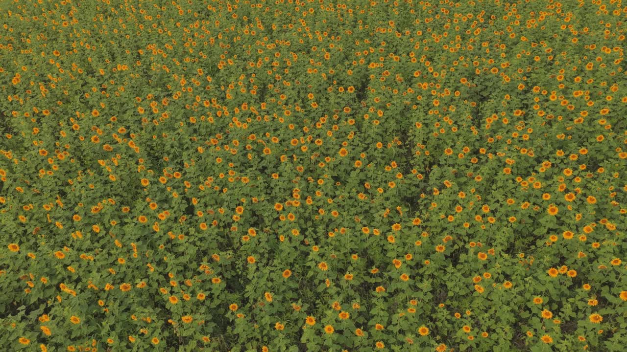 Piantagione di girasoli illuminata dal sole che si estende su un dolce terreno rurale, Paesi Bassi