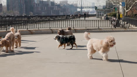 Joyful-scenes-of-dogs-in-John-Jay-Park,-Upper-East-Side,-New-York-City