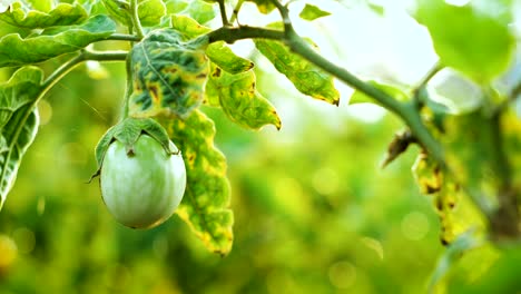 verdura de berenjena verde fresca en la planta en el fondo de agua que cae