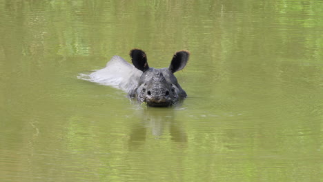 the indian one horned rhino submerged in the water cooling off on a hot day