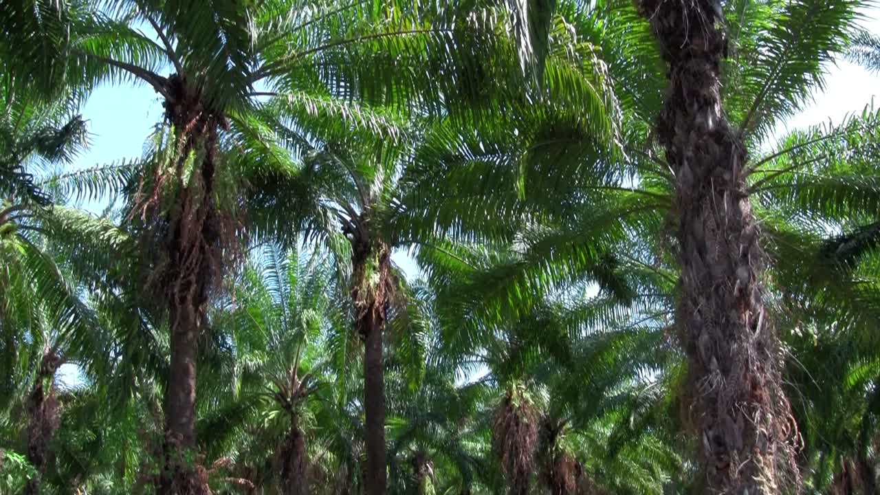 야자수 숲에서 흔들리는 야자수