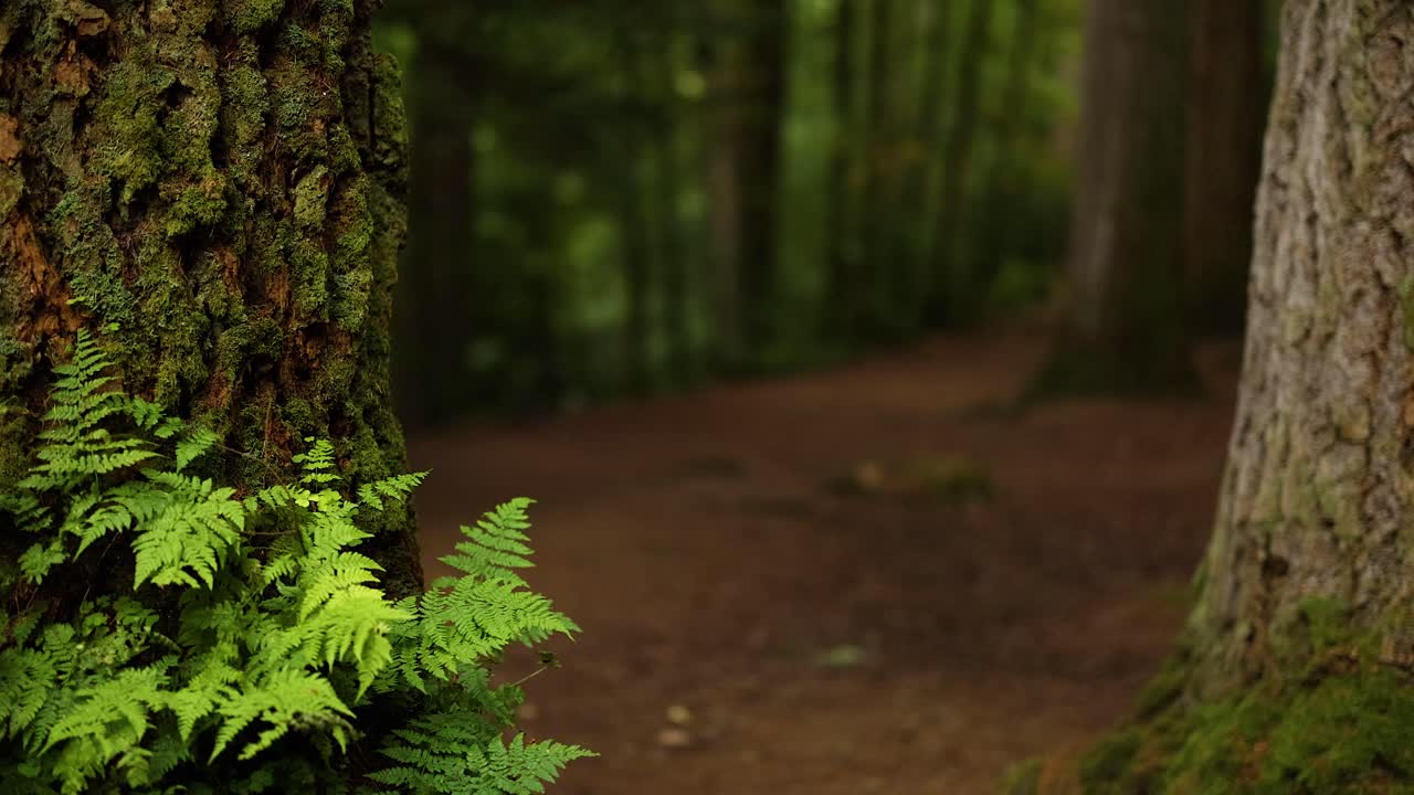 bosque exuberante con helechos y árboles