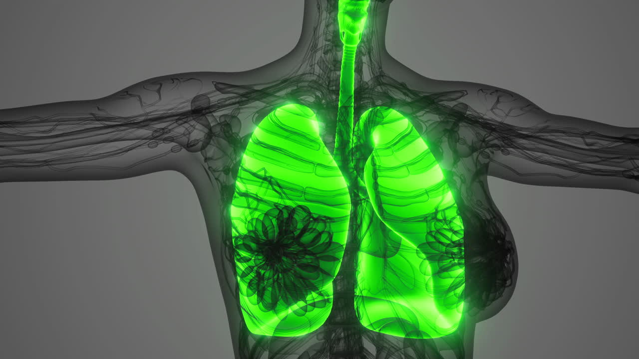 Visualizzazione dei polmoni umani che evidenzia la funzione respiratoria e la struttura