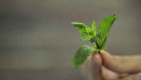 Frische-Minze-In-Der-Hand-Auf-Holzhintergrund