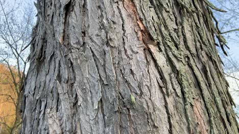 silver maple tree in spring