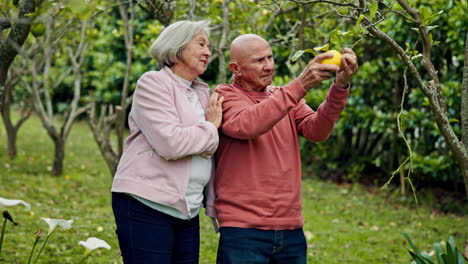 senior couple, fruit tree and relax outdoor