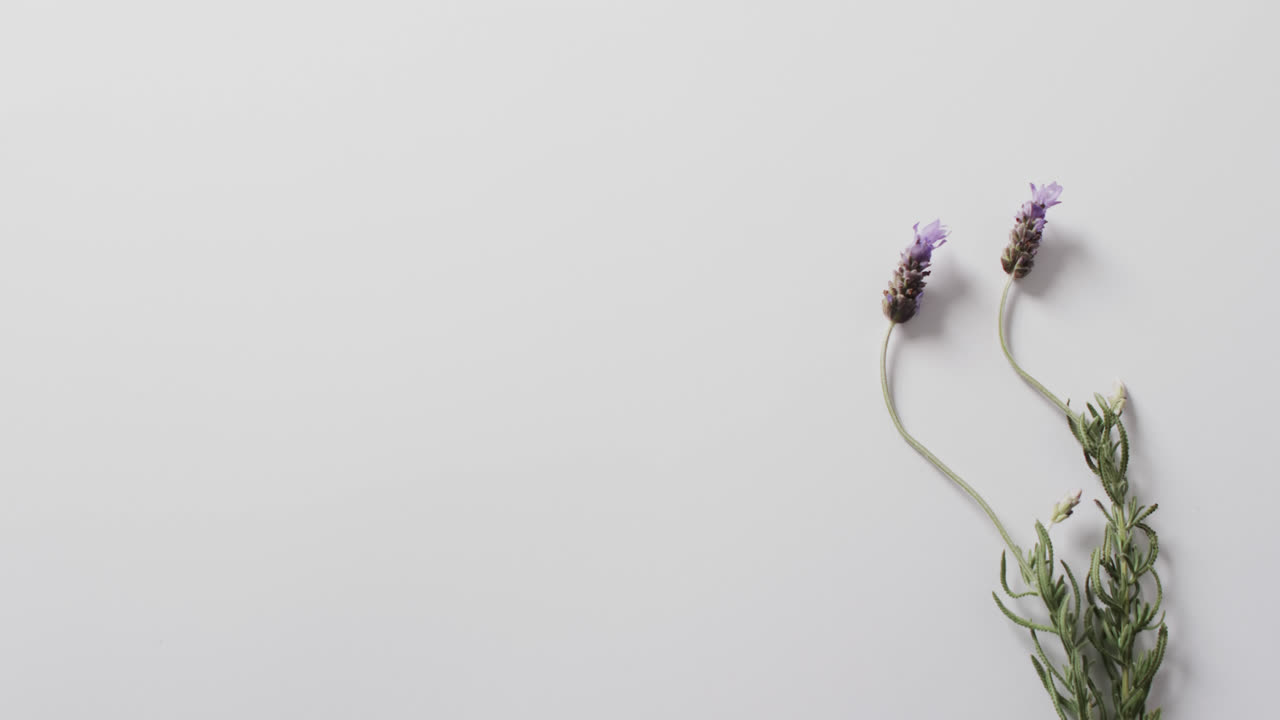 Video di fiori e foglie di lavanda con spazio per il testo su sfondo bianco