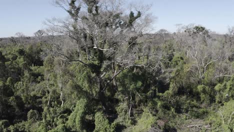 Pantanal-Nach-Dem-Brand-–-Drohne-Filmt-Einen-Baum,-Der-Kürzlich-Verbrannt-Wurde