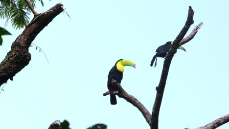 two keel-billed toucans sitting perched on tree branch in the wild