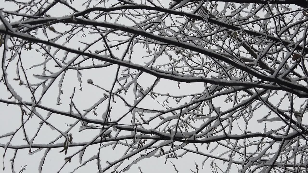 나뭇가지와 나뭇잎이 눈으로 뒤덮이는 것과 같은 고해상도 세부 사항으로 숲의 눈보라