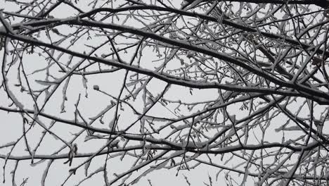 snowstorm in the forest, in high resolution details like branches and leaves getting covered in snow