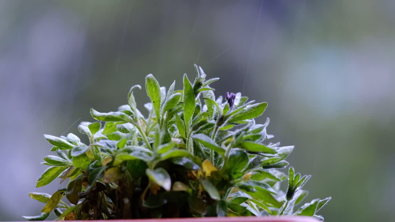 detalles de la planta en cámara lenta durante la lluvia con bokeh