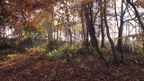 Vorwärtswagen-Des-Waldes-Im-Herbstmantel,-Ruhiger-POV-Spaziergang