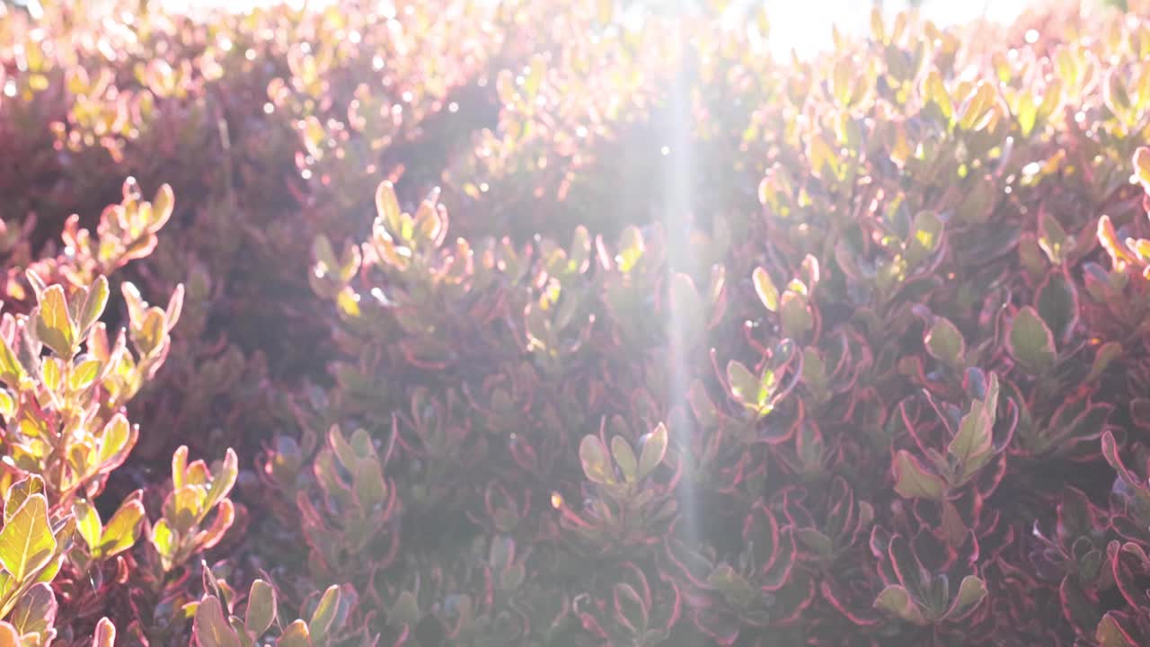 공원 의 두꺼운 덤불 을 통해 빛 이 필터링 된다