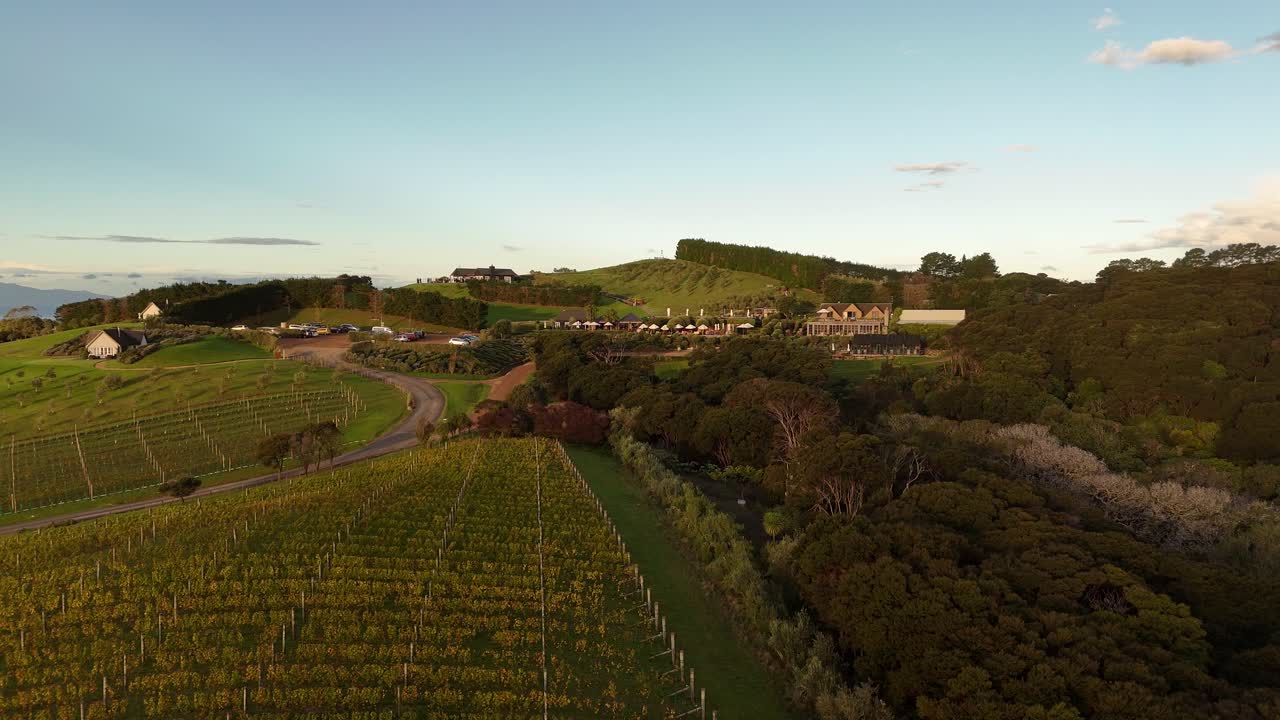 Winery estate, vineyards on Waiheke Island, golden sunset light, New Zealand wine country. Aerial drone
