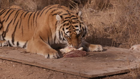 Tiger-in-captivity-eating-raw-chick-and-beef-in-outdoor-big-cat-sanctuary