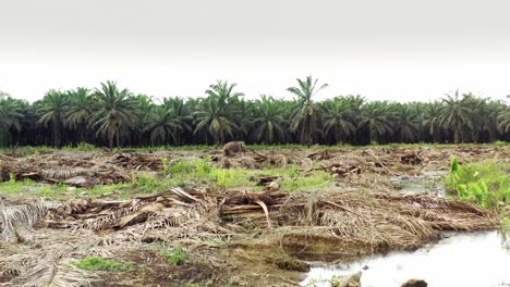 elephant-in-the-middle-of-a-landscape-destroyed-by-palm-oil-and-deforestation-in-Borneo,-Malaysia