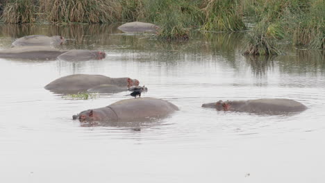 un cormorán se seca mientras se balancea sobre la espalda de un hipopótamo, a quien no parece importarle, cráter de ngorongoro, tanzania