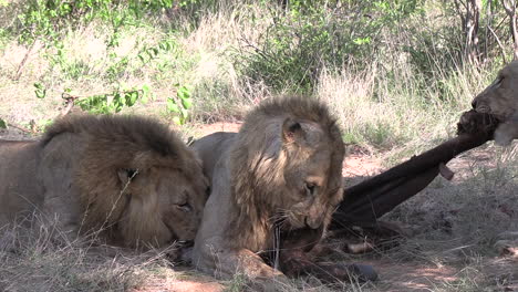 Male-lions-fight-viciously-over-kill-in-African-bushland,-close-view