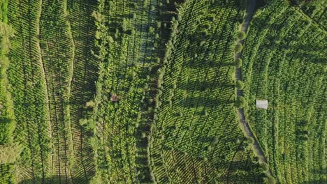 Toma-Aérea-De-Una-Plantación-De-Tabaco-De-Color-Verde-En-La-Montaña-Sindoro-En-Indonesia---Hermoso-Día-Soleado-En-Asia