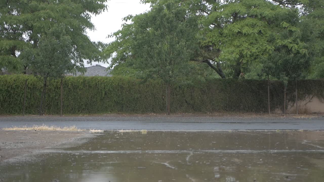 어두운 폭우와 바람 또는 진입로와 나무