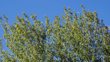 árbol moviéndose con el viento