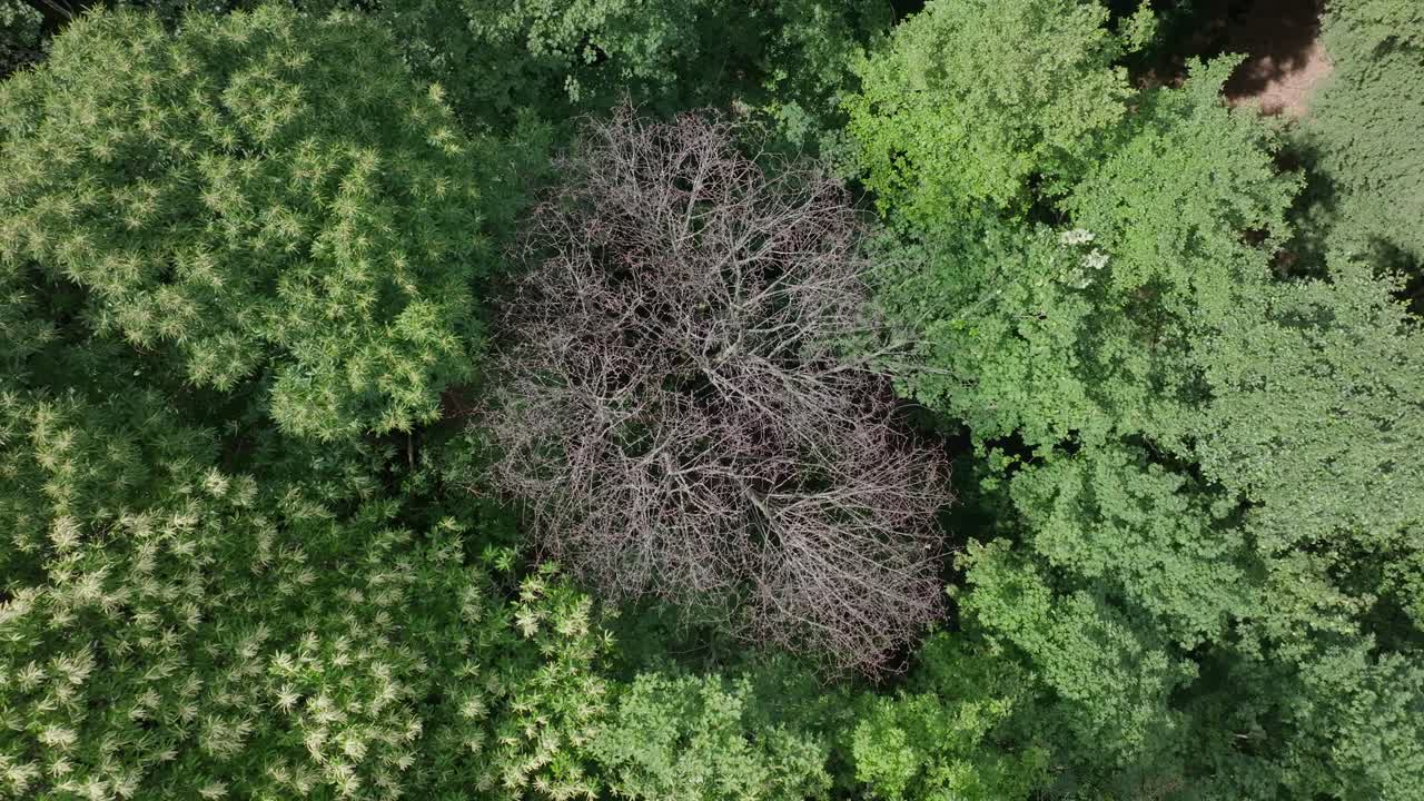 Aerial ascent over dry tree surrounded by lush foliage