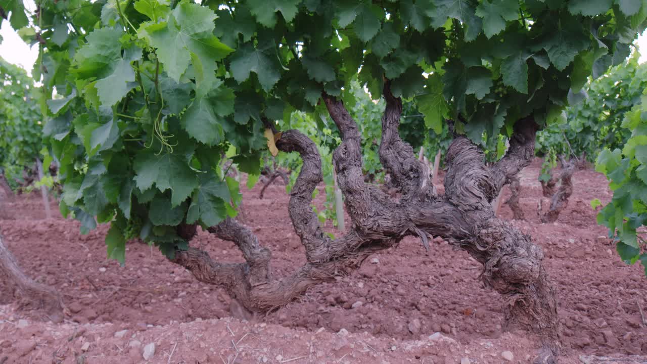 close up shot of an old grape vine in Provence, France, with gnarled, twisted trunks and green leaves, set in a vineyard with reddish soil.