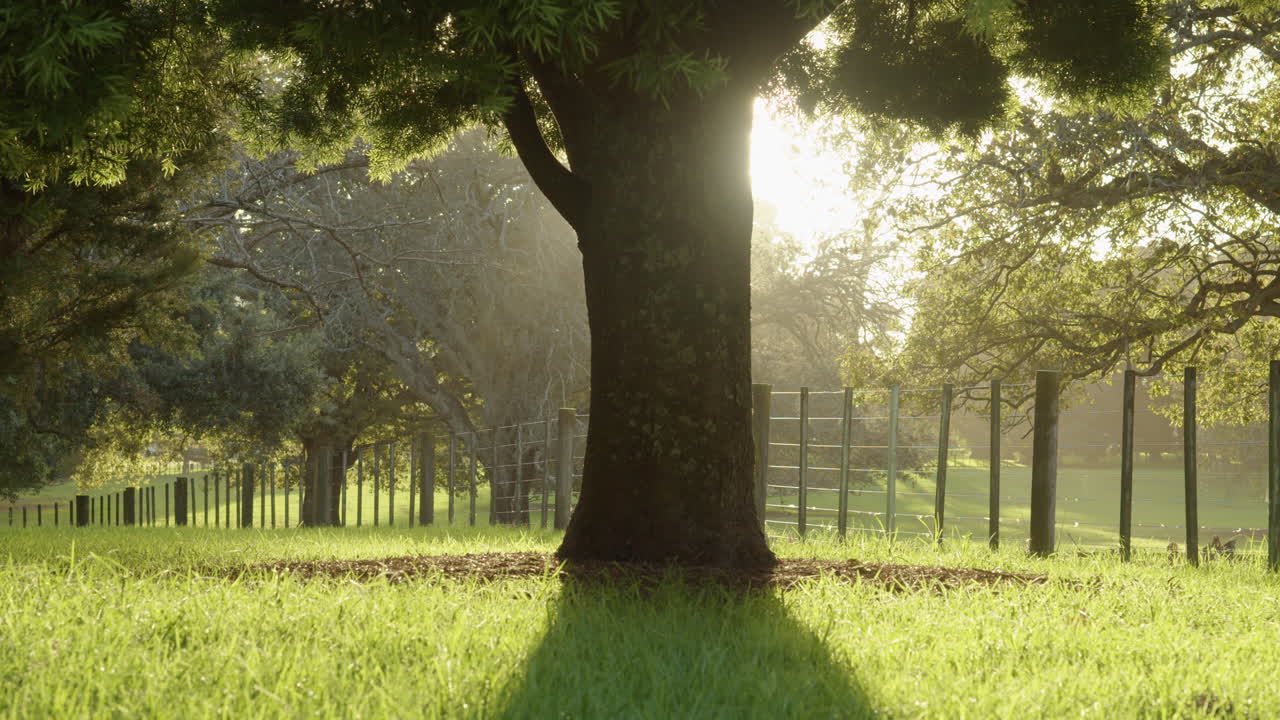close shot of a tree in the golden hour with fence behind