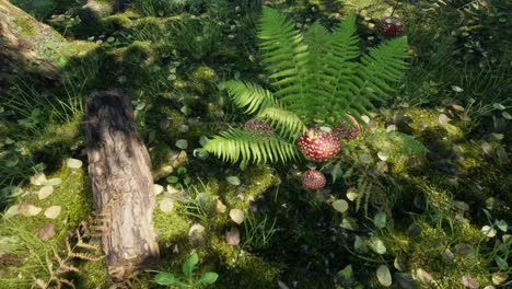 setas y otras plantas en el bosque del bosque