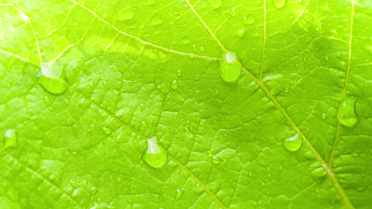 잎 표면에 물방울