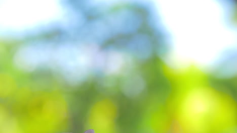 toallas y hojas de concepto de spa de flores tropicales