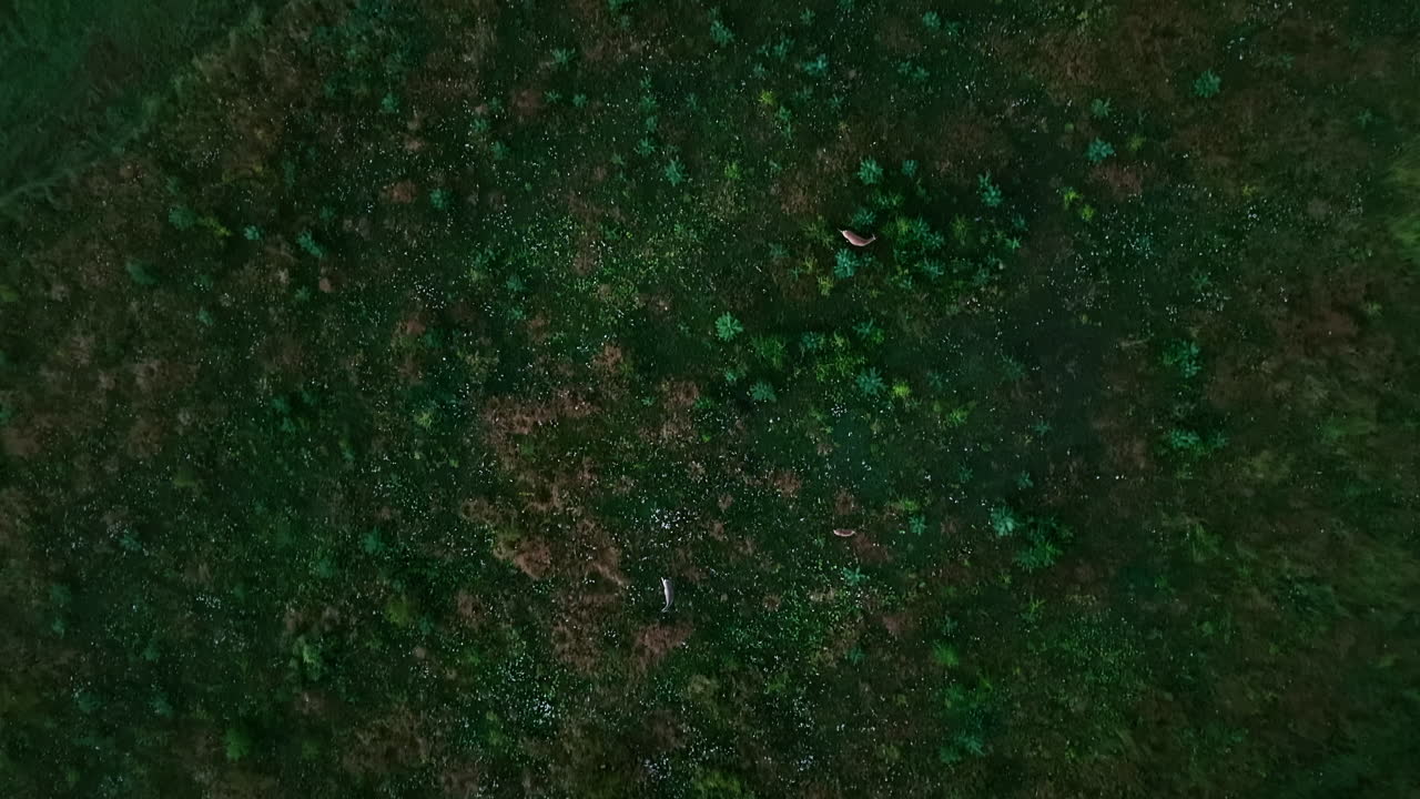 Lento e cinematografico sorvolo aereo dall'alto su animali selvatici al pascolo in una radura della foresta