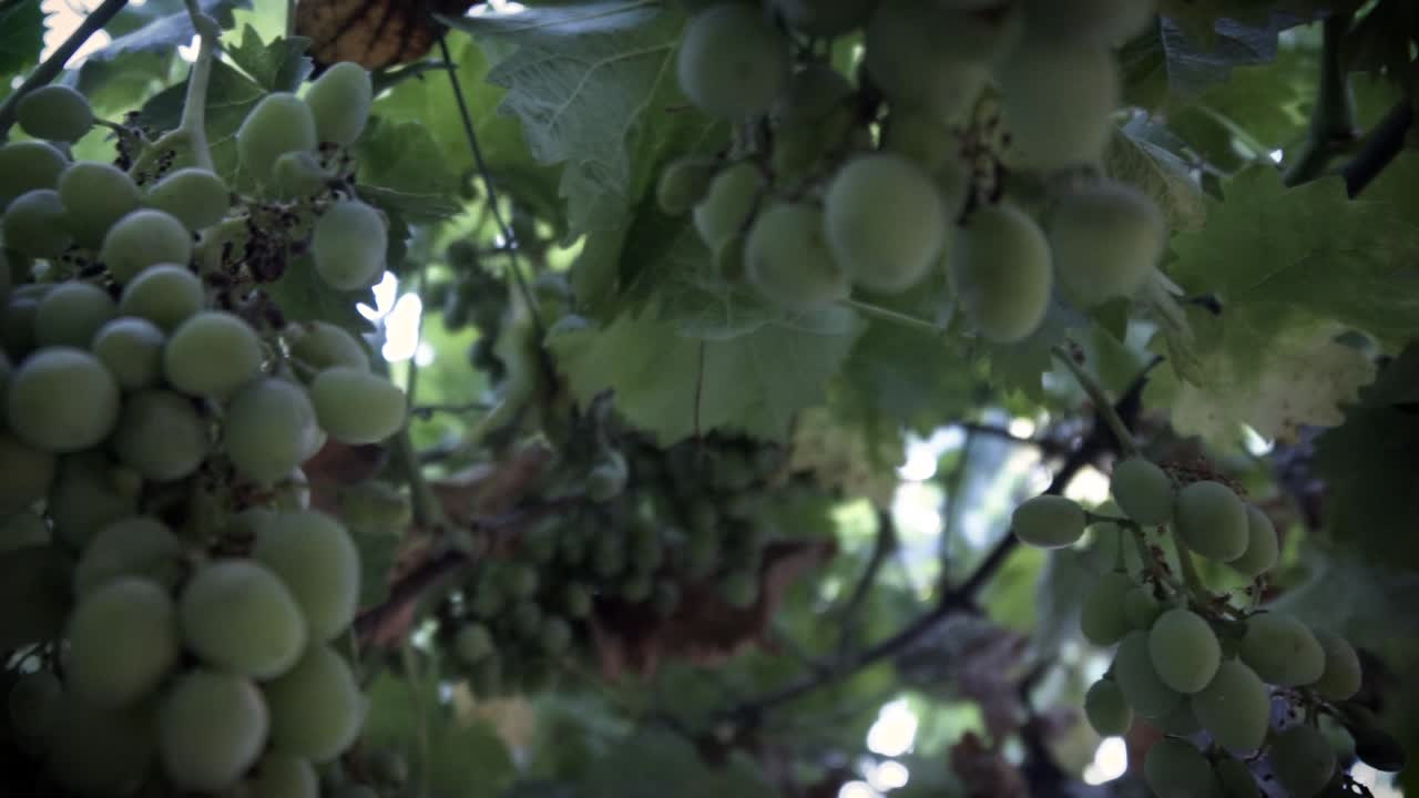 filmado en cámara lenta, árbol de uva orgánica, hoja y uvas verdes inmaduras en chile