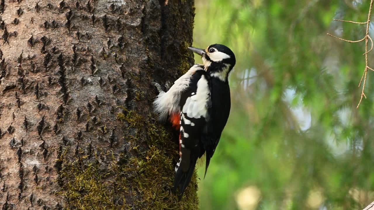 Great spotted woodpecker perches on tree trunk and grooms feathers with its beak. Calm spring forest scene with detailed self care behavior