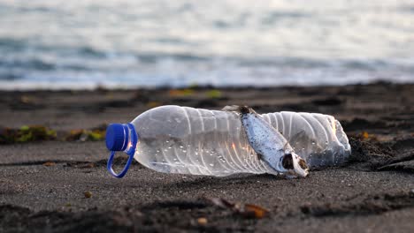 side by a side, a dead fish on a sandy beach next to a discarded plastic bottle