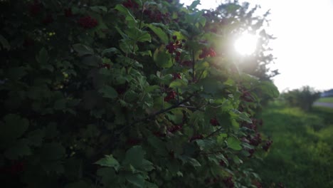 Wide-shot-of-a-bush-with-wild-berries