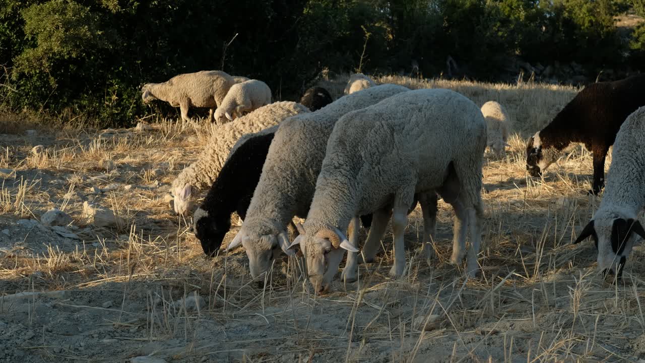 ovejas en un campo verde