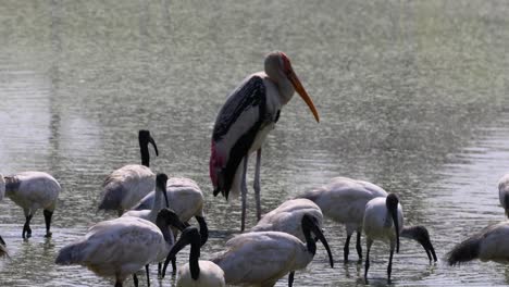 birds wading and feeding in shallow waters