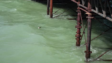 Seagull glides over waves by pier structure