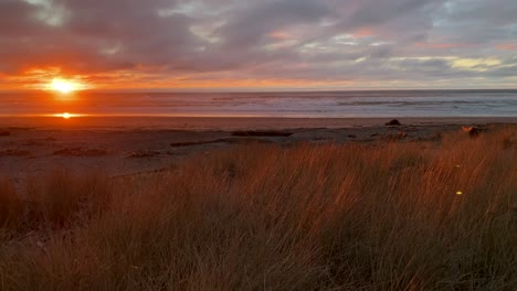 dog walks through tall grass on the beach at sunset