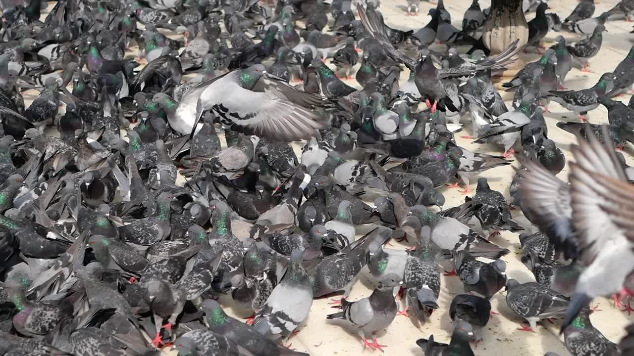 Stormo di piccioni