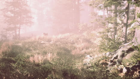 Sunrays-in-a-forest-on-a-hazy-morning