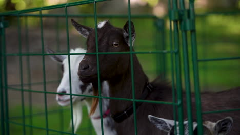 Cabra-Marrón-Y-Blanca-En-Un-Zoológico-De-Mascotas-Imágenes-En-Cámara-Lenta