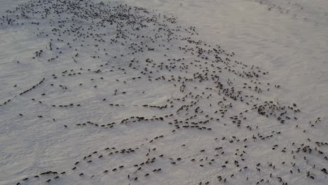 herd of reindeer