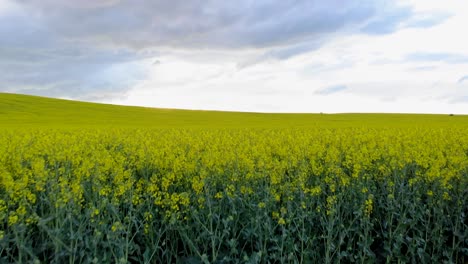 scenic view of yellow canola plants growing wild in a field under cloudy sky at sunset