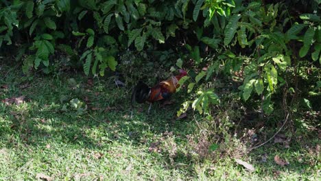 Dschungelgeflügel,-Gallus-Ein-Männliches-Einzeltier,-Das-Im-Wald,-Khao-Yai-Nationalpark,-Thailand,-Gesehen-Wird